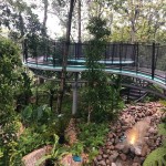 Canopy Walking